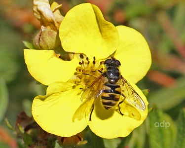 Myathropa florea, hoverfly, female, Alan Prowse